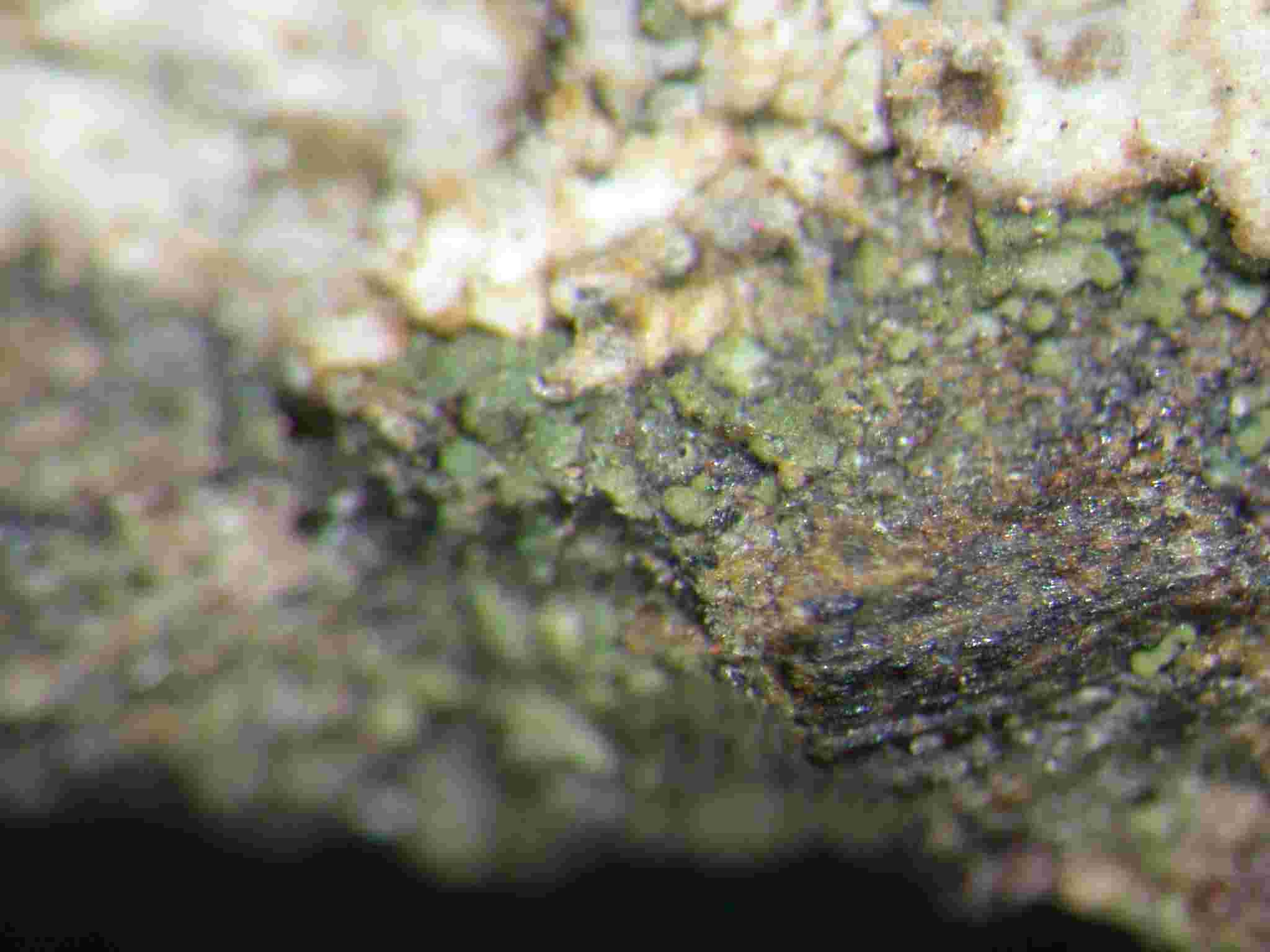 [Agonimia tristicula]